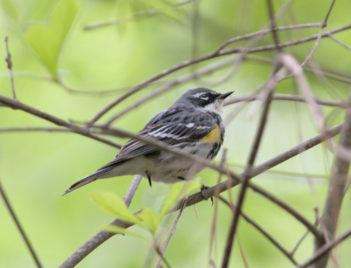 Yellow-rumped Warbler - Chip Davis