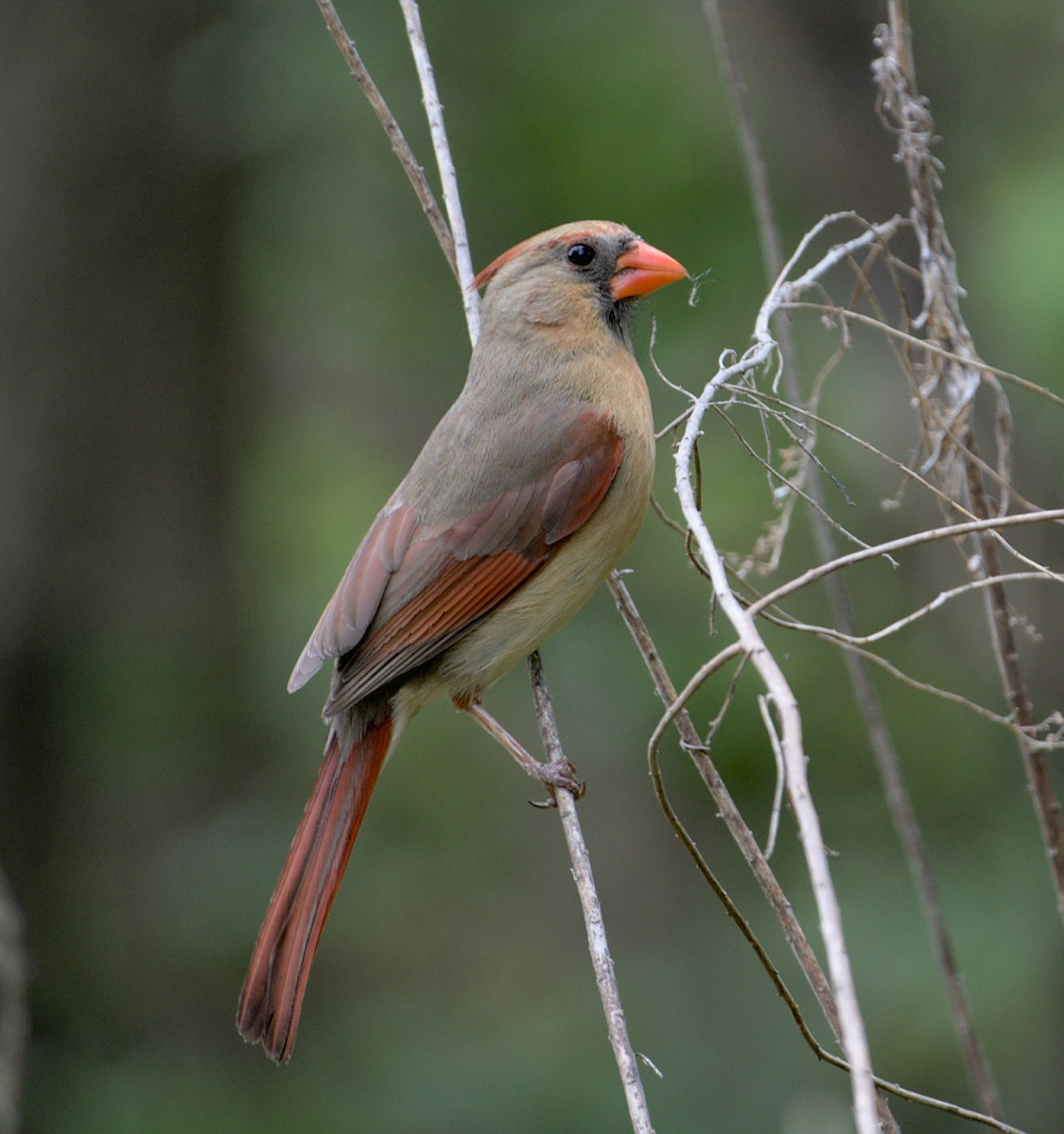 Northern Cardinal - Chip Davis