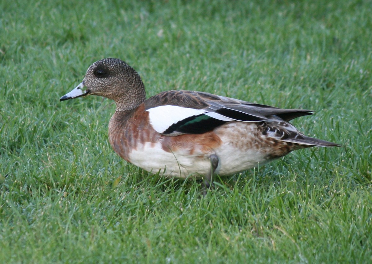 American Wigeon - ML43619381