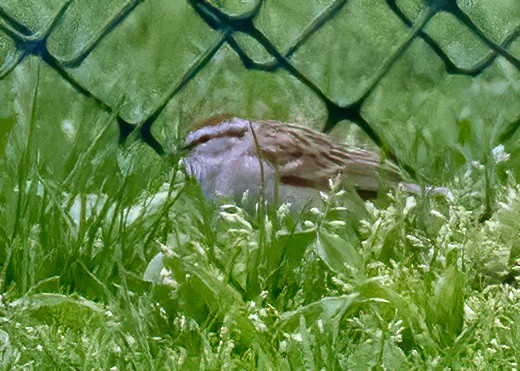 Chipping Sparrow - ML436194141