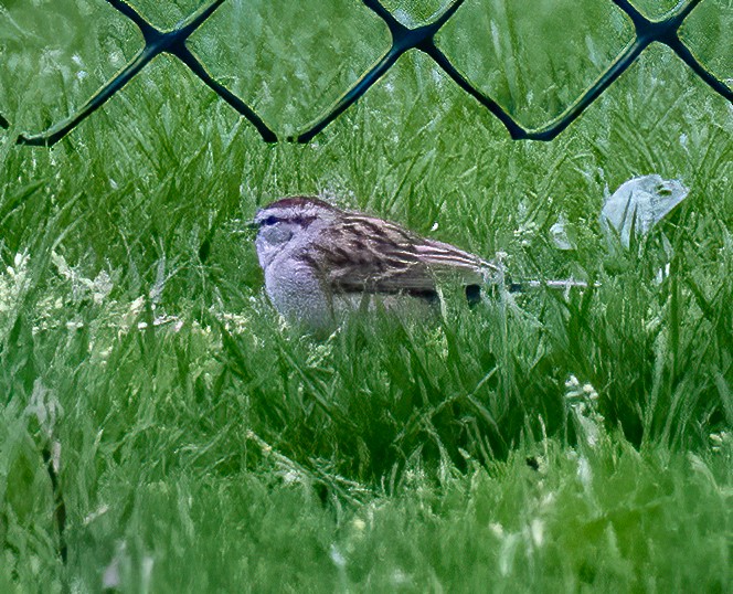 Chipping Sparrow - ML436194221
