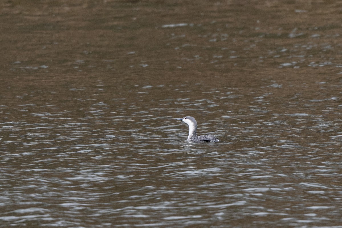 Red-throated Loon - ML436194711