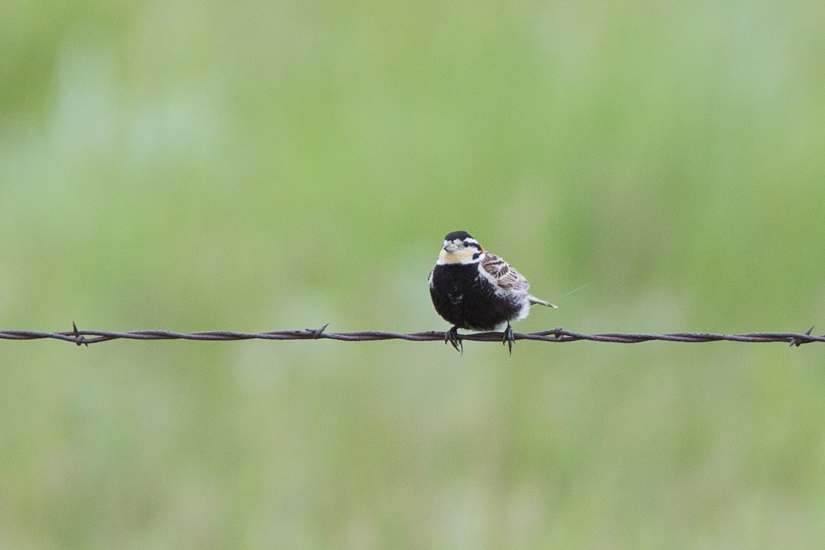 Chestnut-collared Longspur - David Disher