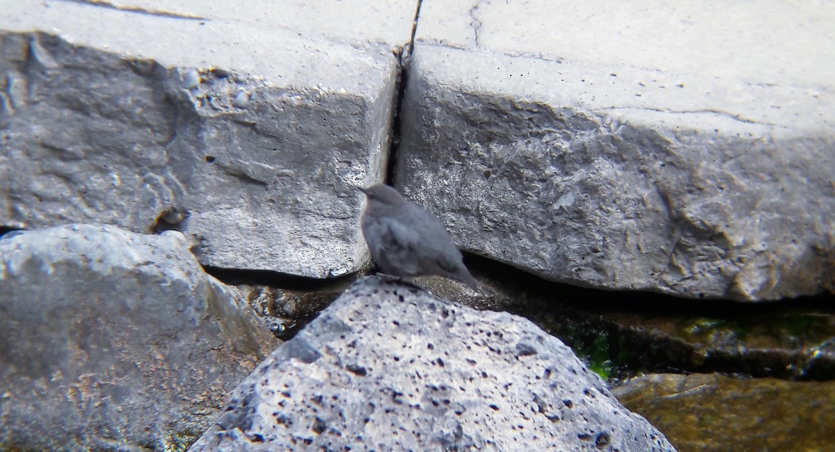 American Dipper - ML436195271
