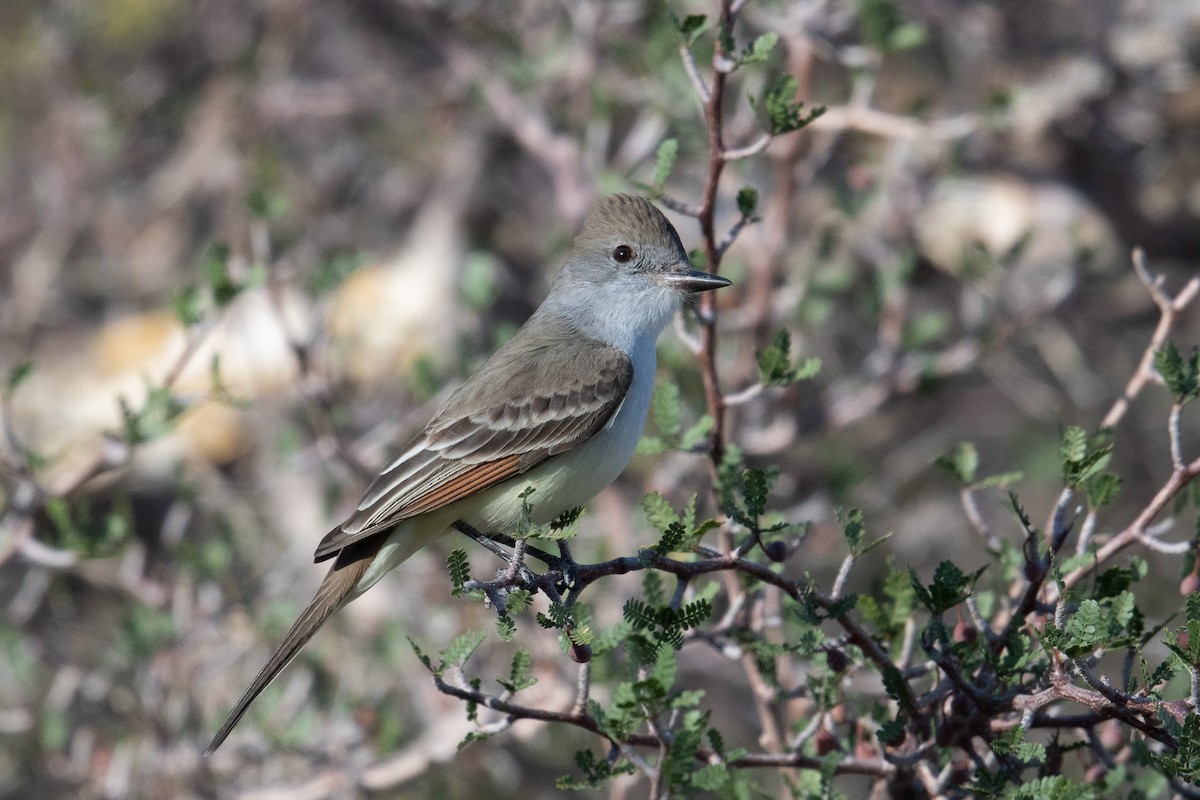 Ash-throated Flycatcher - ML436195801