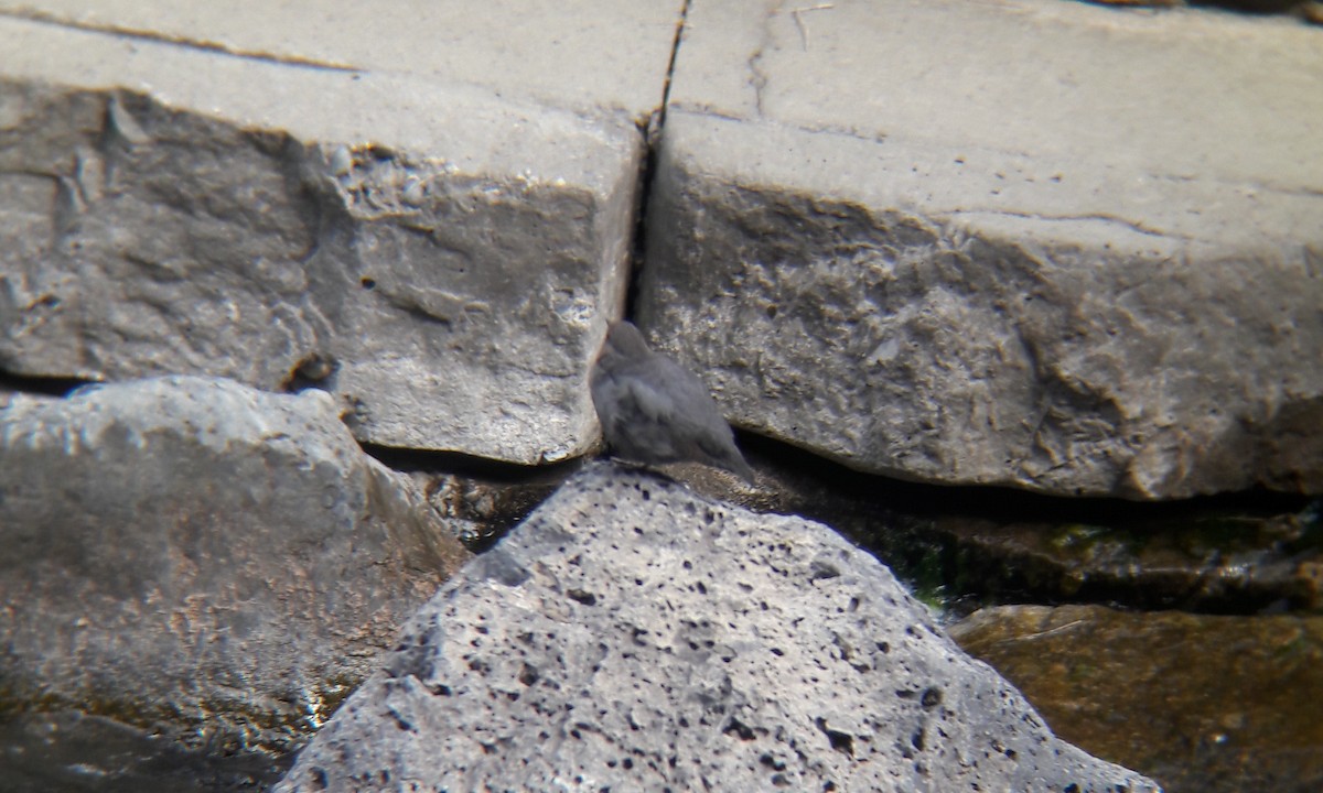 American Dipper - ML436195971