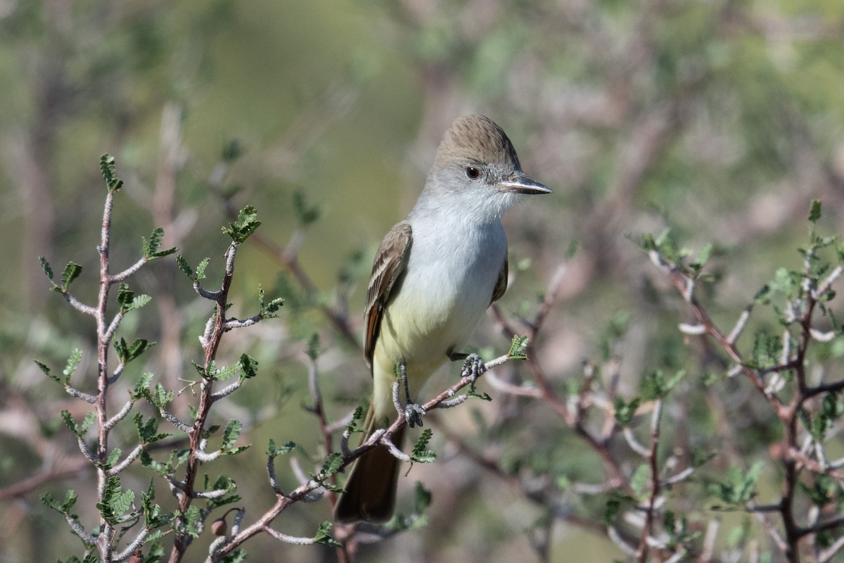Ash-throated Flycatcher - ML436196311