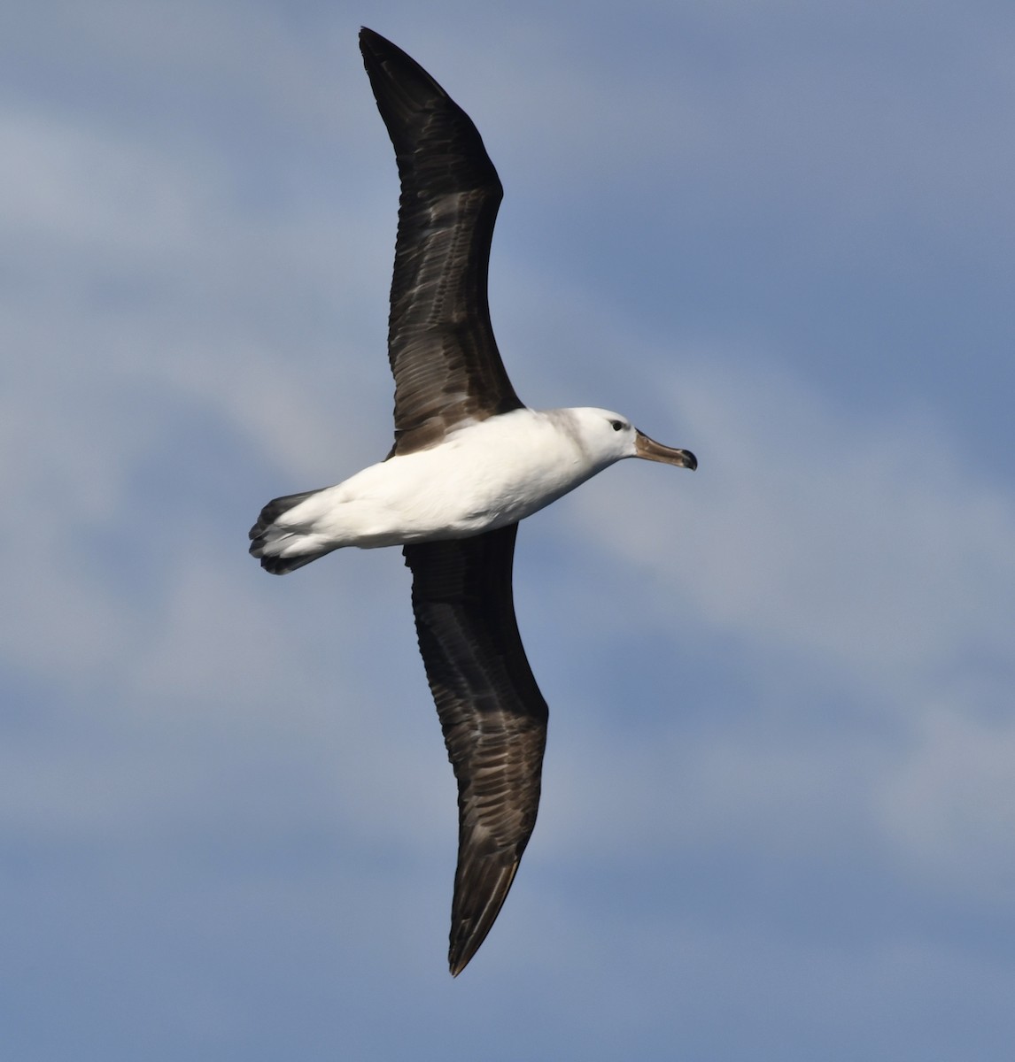 Black-browed Albatross (Black-browed) - Ricardo  Matus