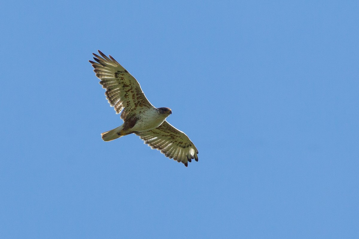 Ferruginous Hawk - David Disher