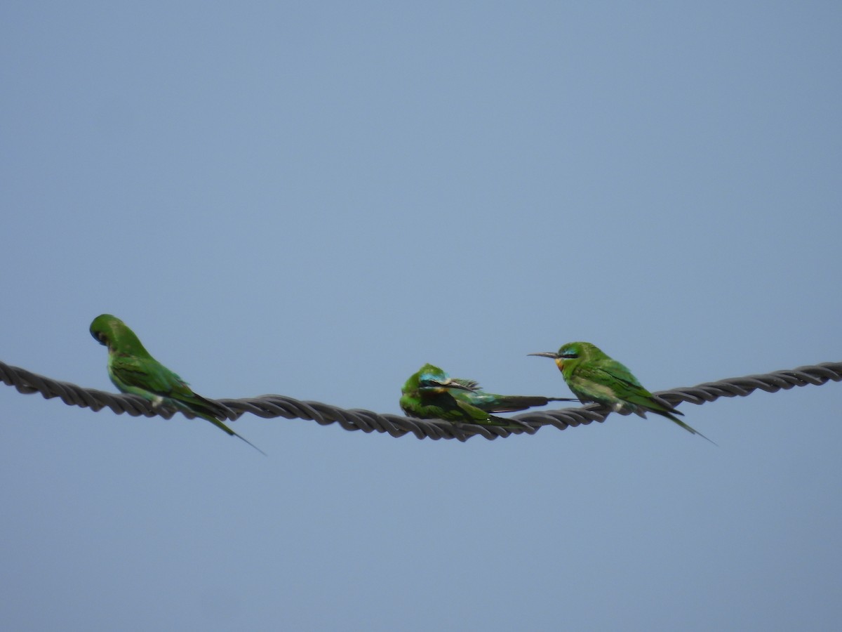 Blue-cheeked Bee-eater - ML436198931