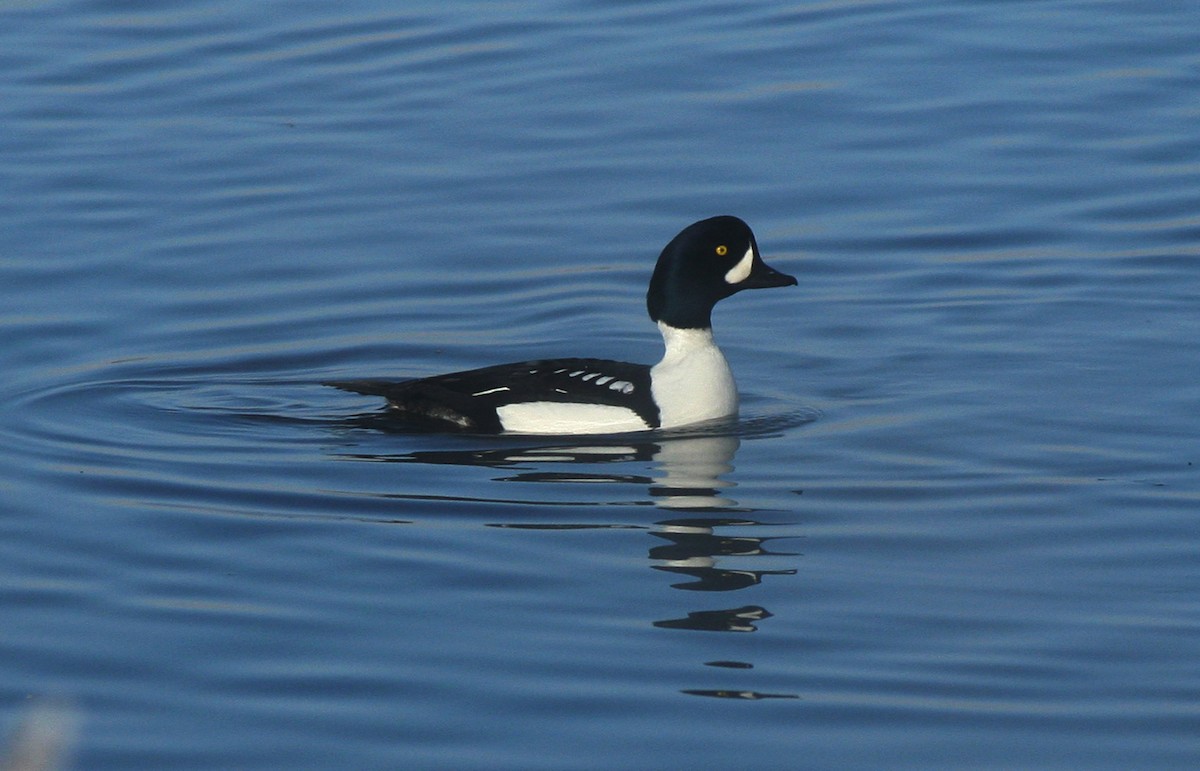 Barrow's Goldeneye - Esme Rosen