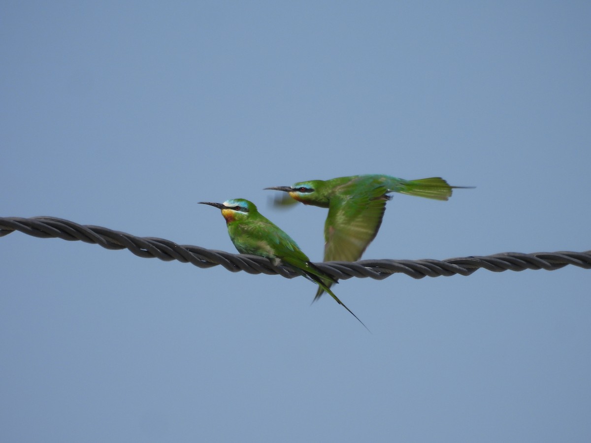 Blue-cheeked Bee-eater - ML436199421