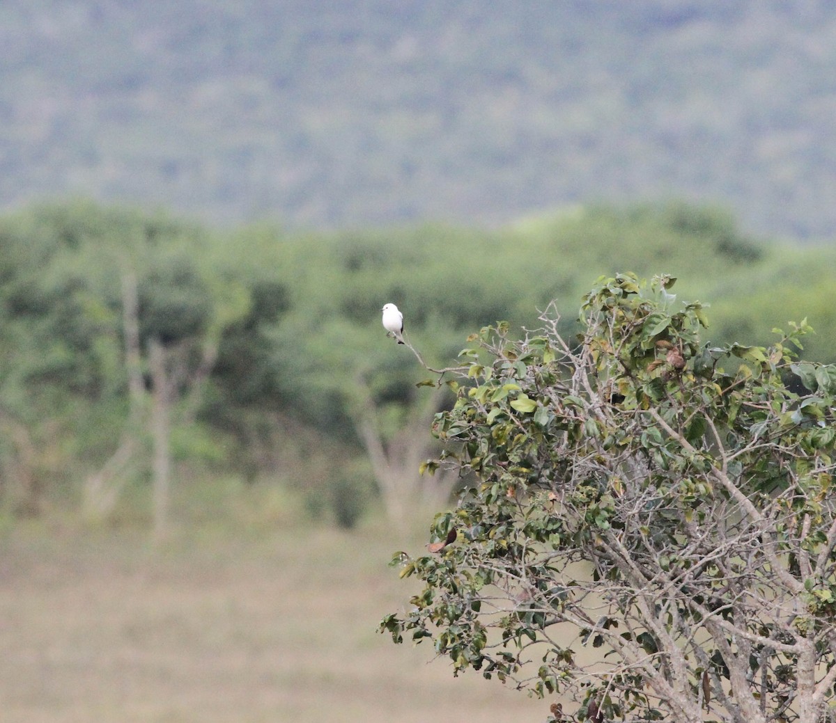 White Monjita - ML436200351