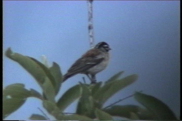 Golden-breasted Bunting - ML436202