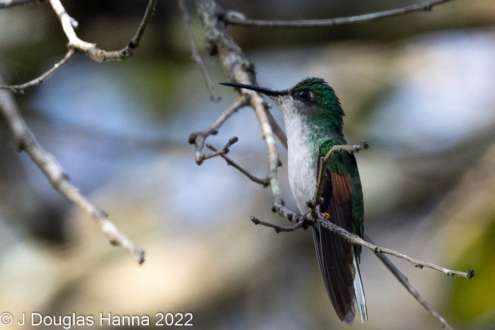 White-tailed Hummingbird - ML436202981