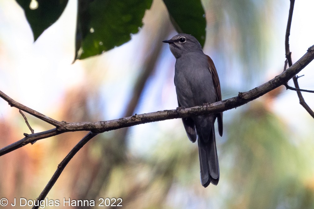 Brown-backed Solitaire - J Douglas Hanna