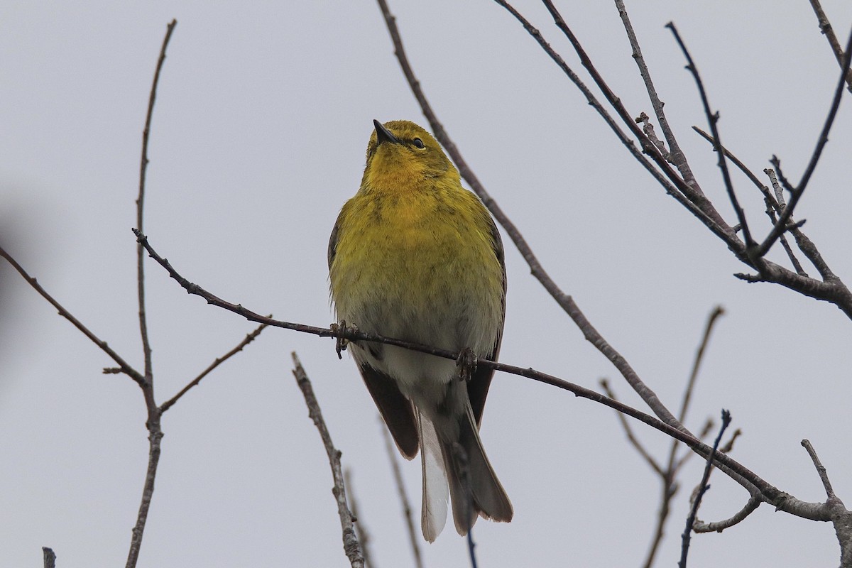 Pine Warbler - ML436203541