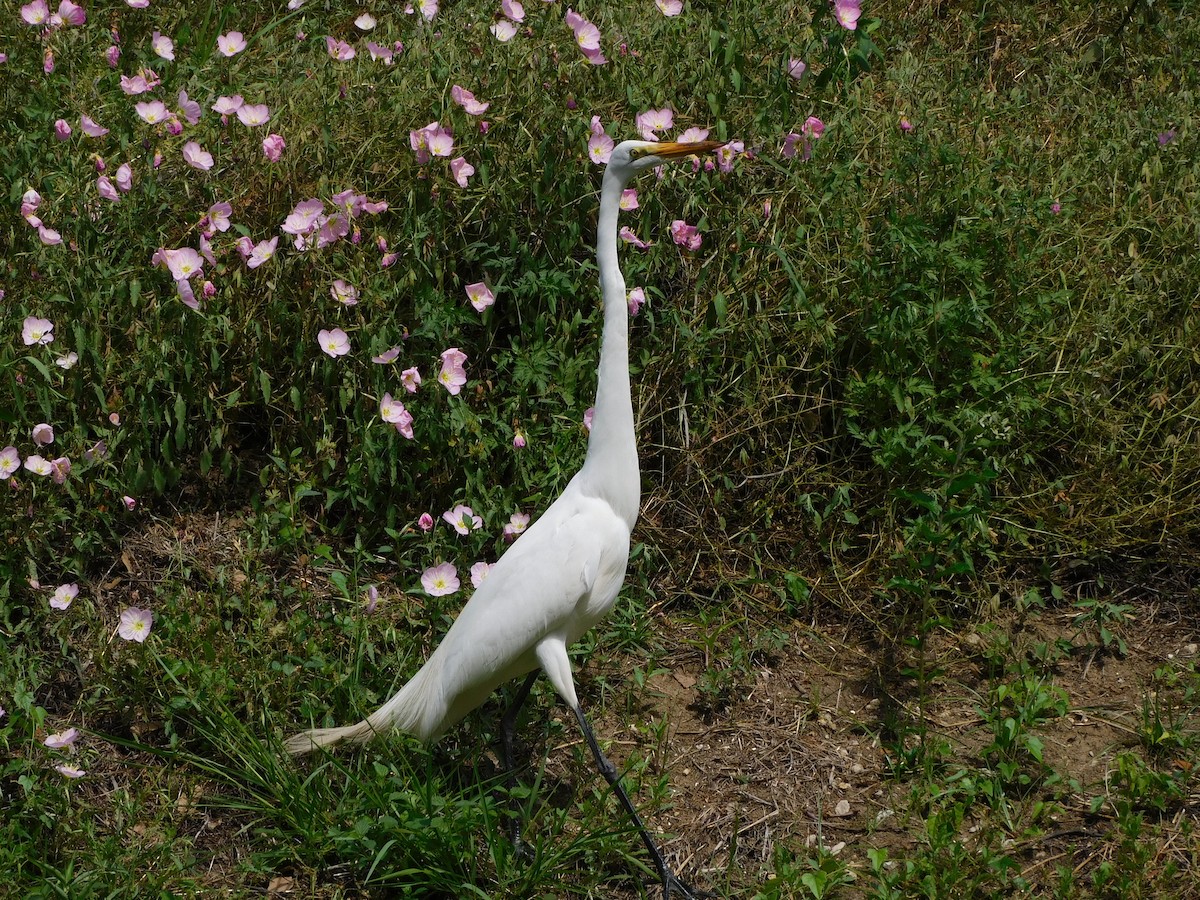 Great Egret - ML436203841