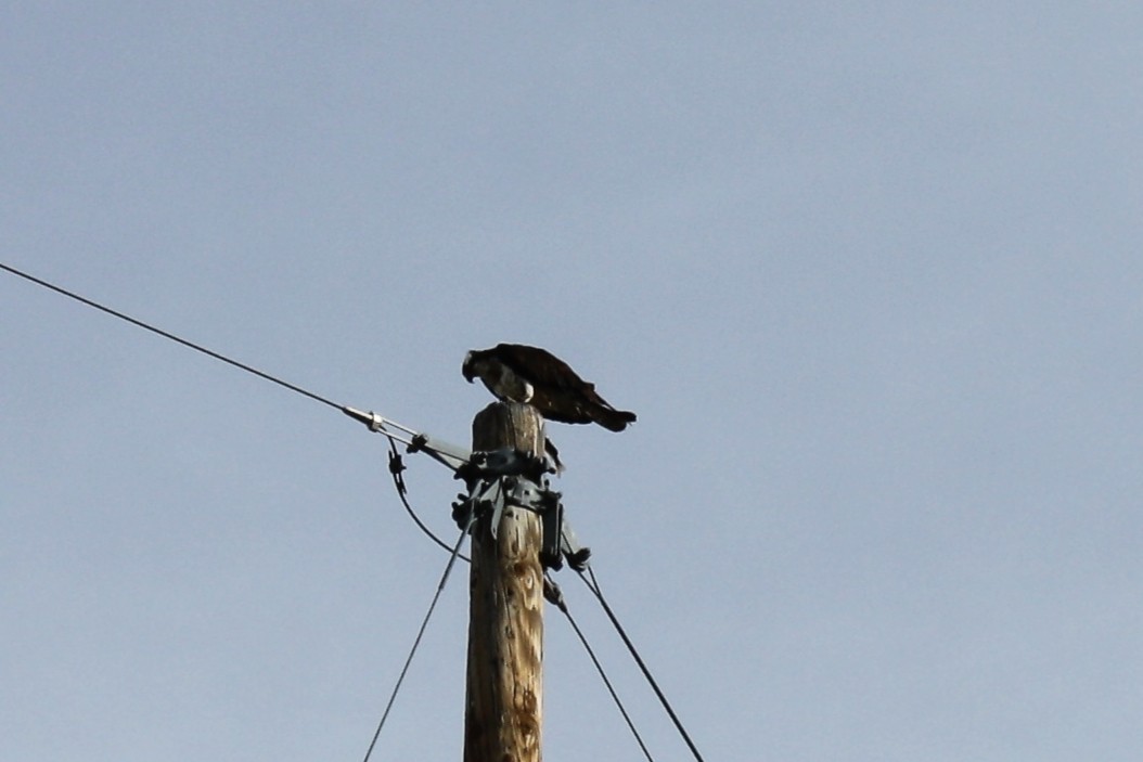 Falco pescatore - ML436206041