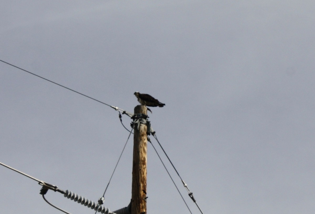 Falco pescatore - ML436206101