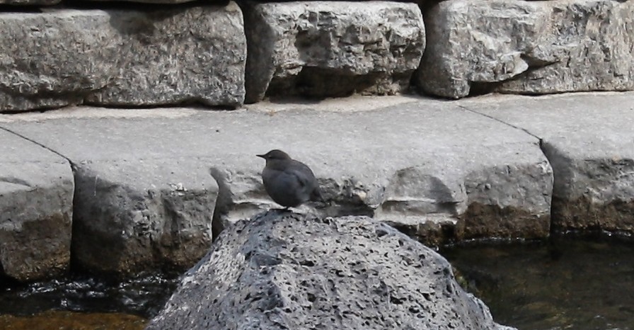 American Dipper - ML436206191