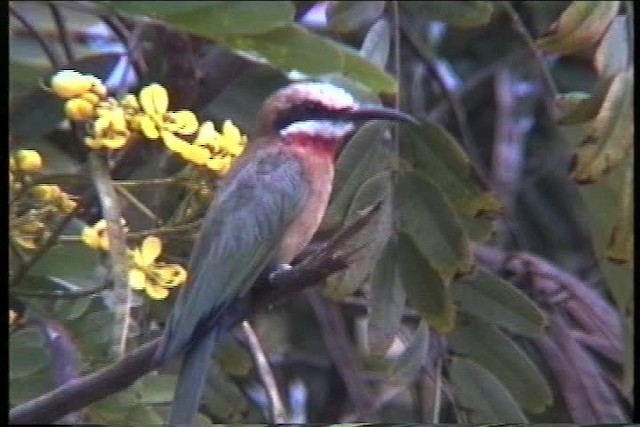 White-fronted Bee-eater - ML436209