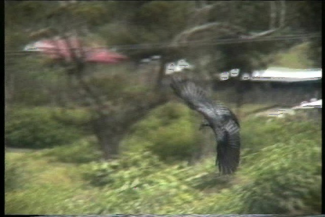 Fan-tailed Raven - ML436211