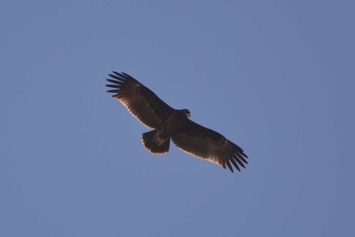 Greater Spotted Eagle - ML43621121