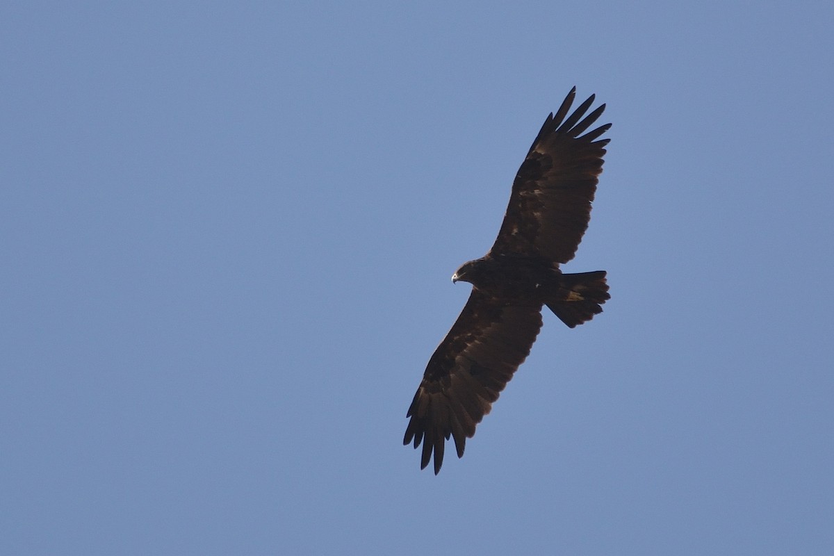 Greater Spotted Eagle - Sanjay Malik