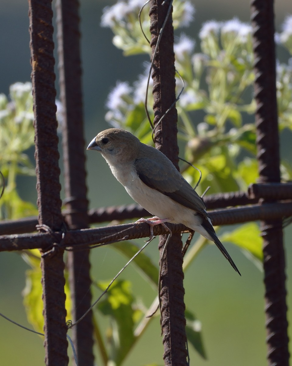 Indian Silverbill - ML43621181