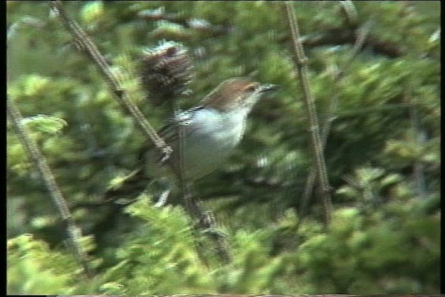 Levaillant's Cisticola - ML436212