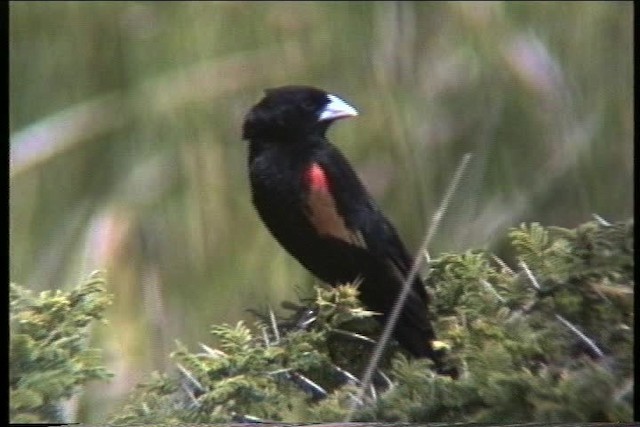 Fan-tailed Widowbird - ML436213