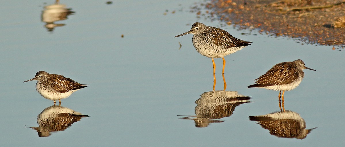 Lesser Yellowlegs - ML436213151