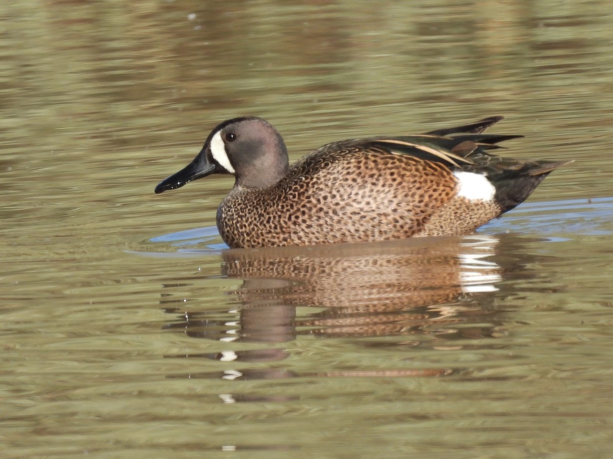 Blue-winged Teal - ML436213421