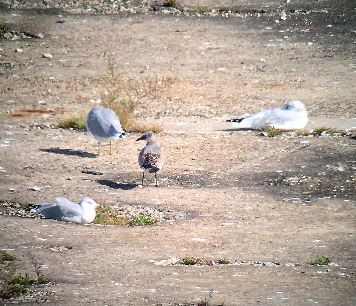 Mouette atricille - ML43621381