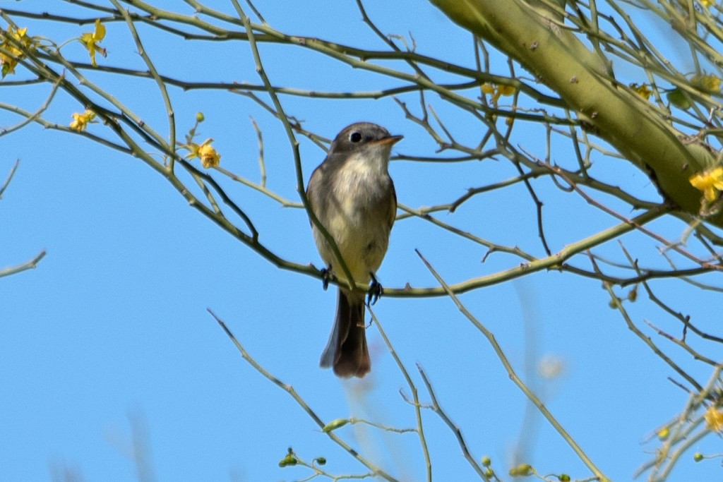 Gray Flycatcher - ML436214121