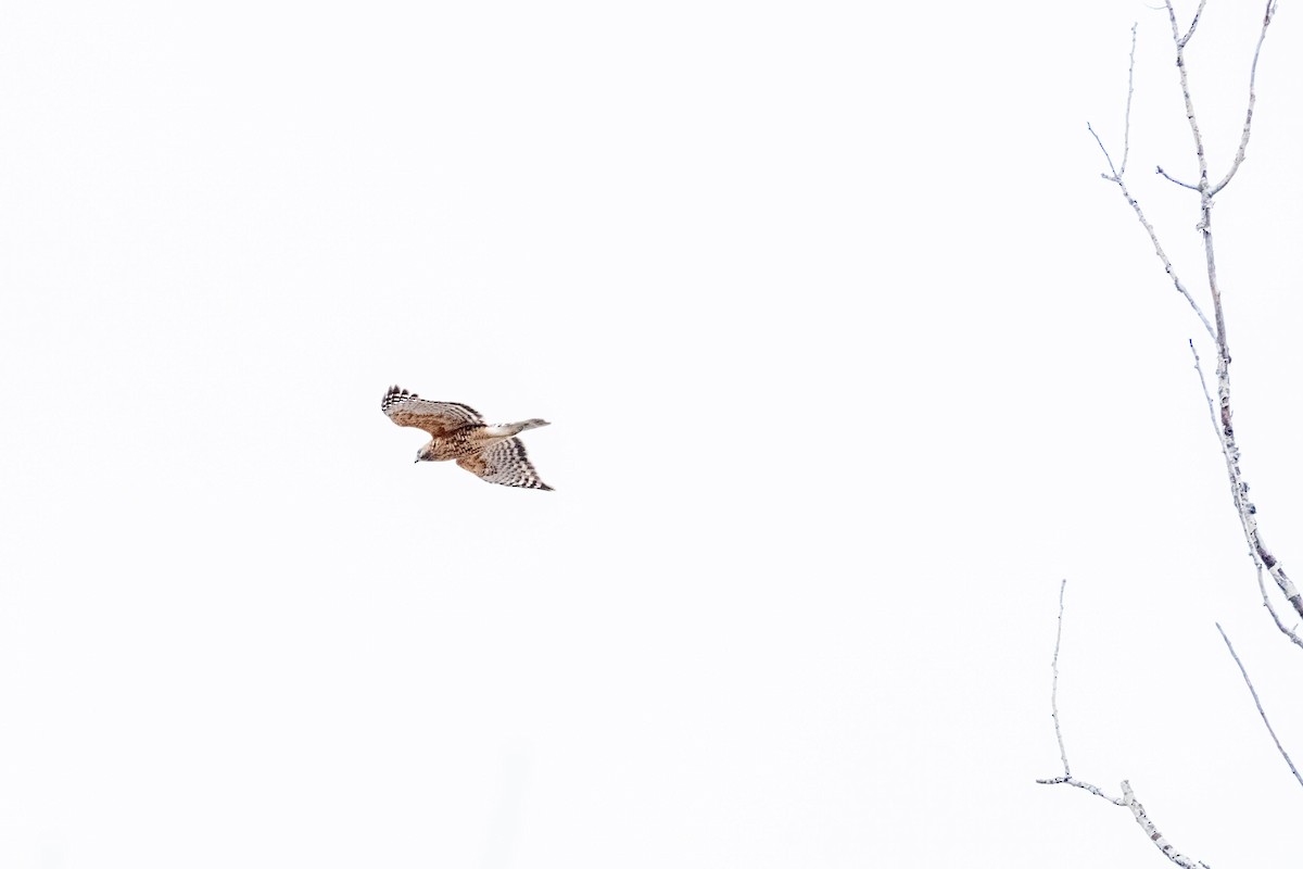 Broad-winged Hawk - ML436215201