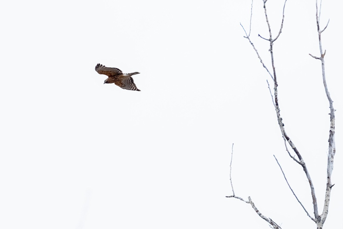 Broad-winged Hawk - ML436215211