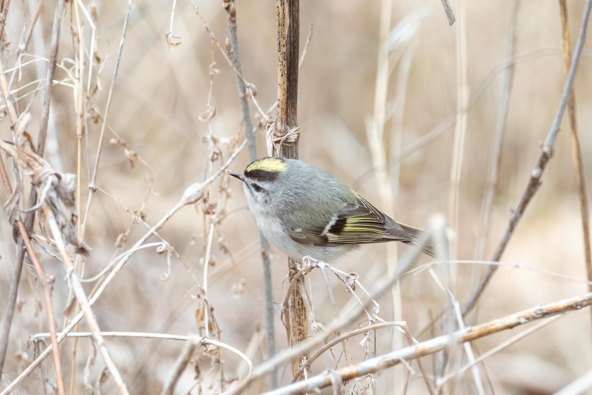 Golden-crowned Kinglet - ML436215471