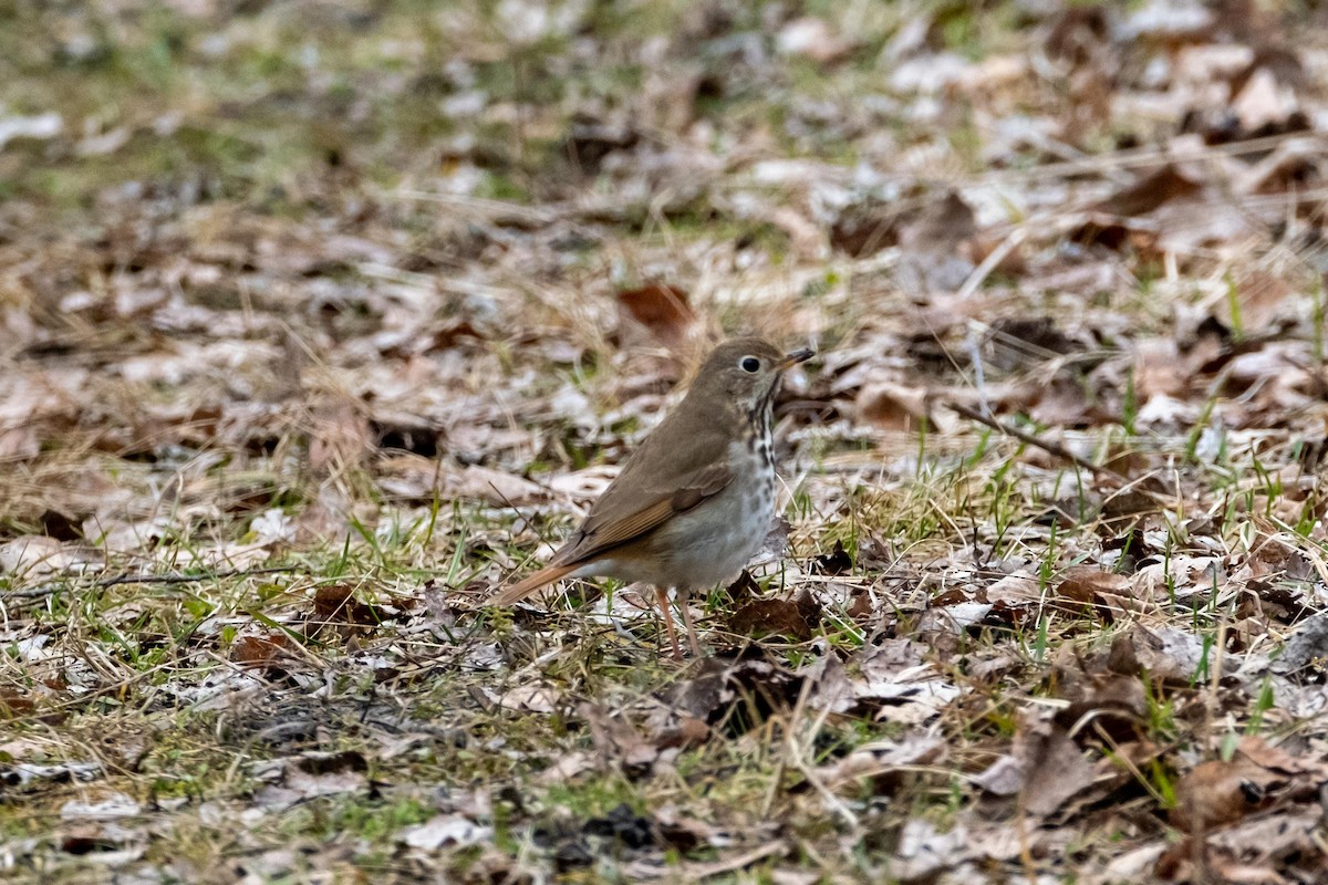 Hermit Thrush - ML436215601