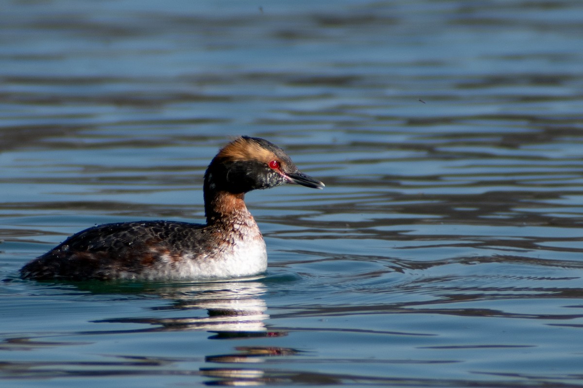 Horned Grebe - ML436216791