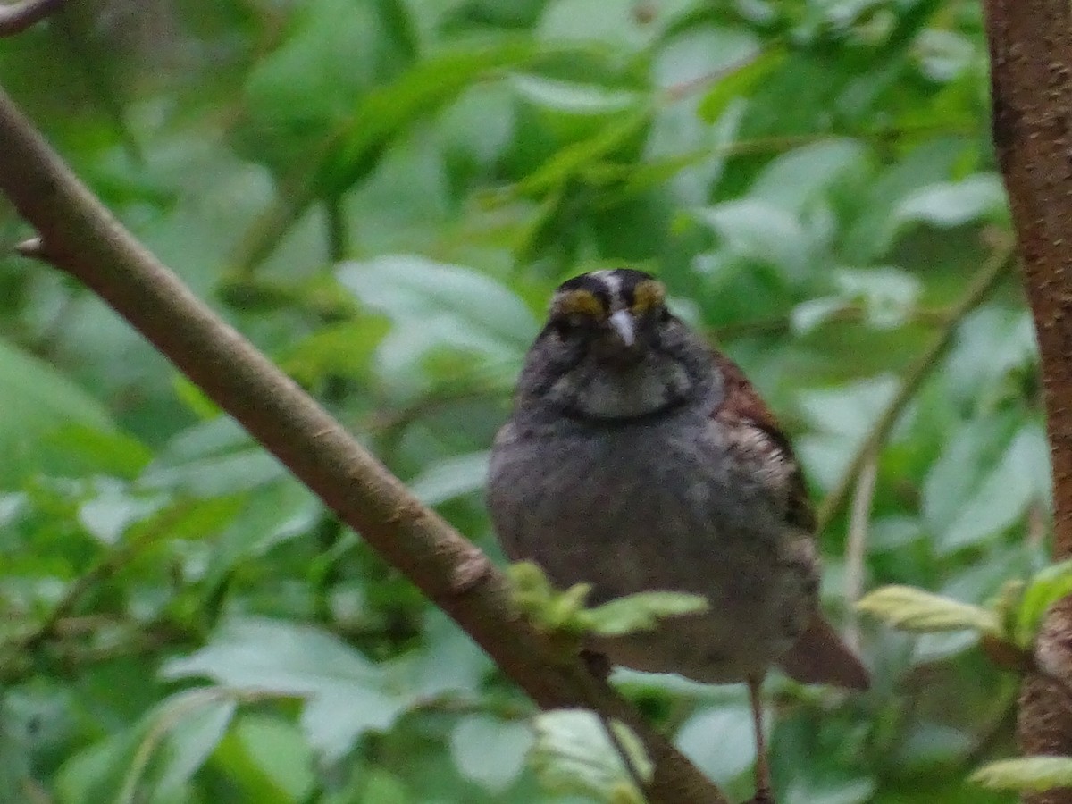 White-throated Sparrow - ML436217541