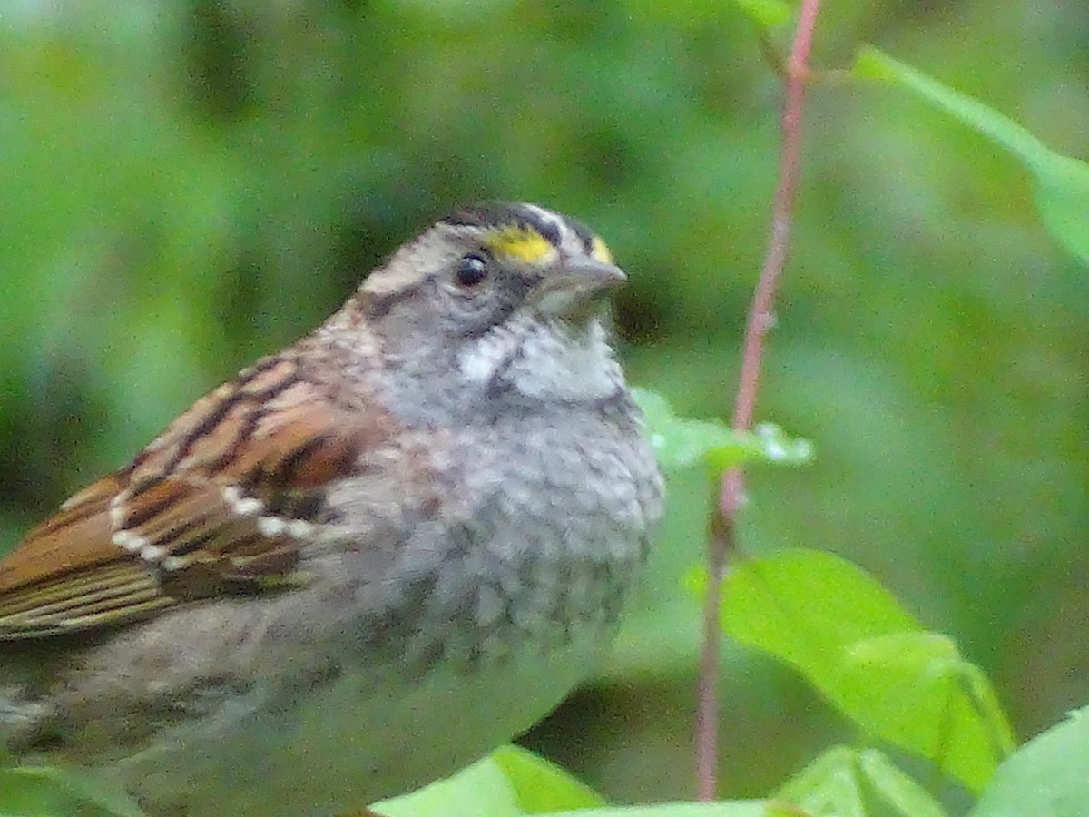 White-throated Sparrow - ML436217551