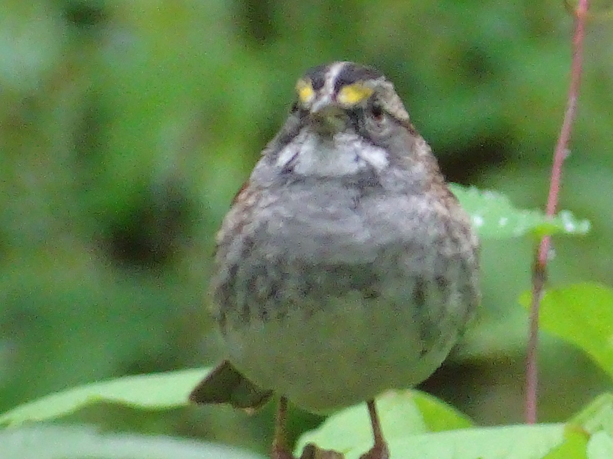 White-throated Sparrow - ML436217561