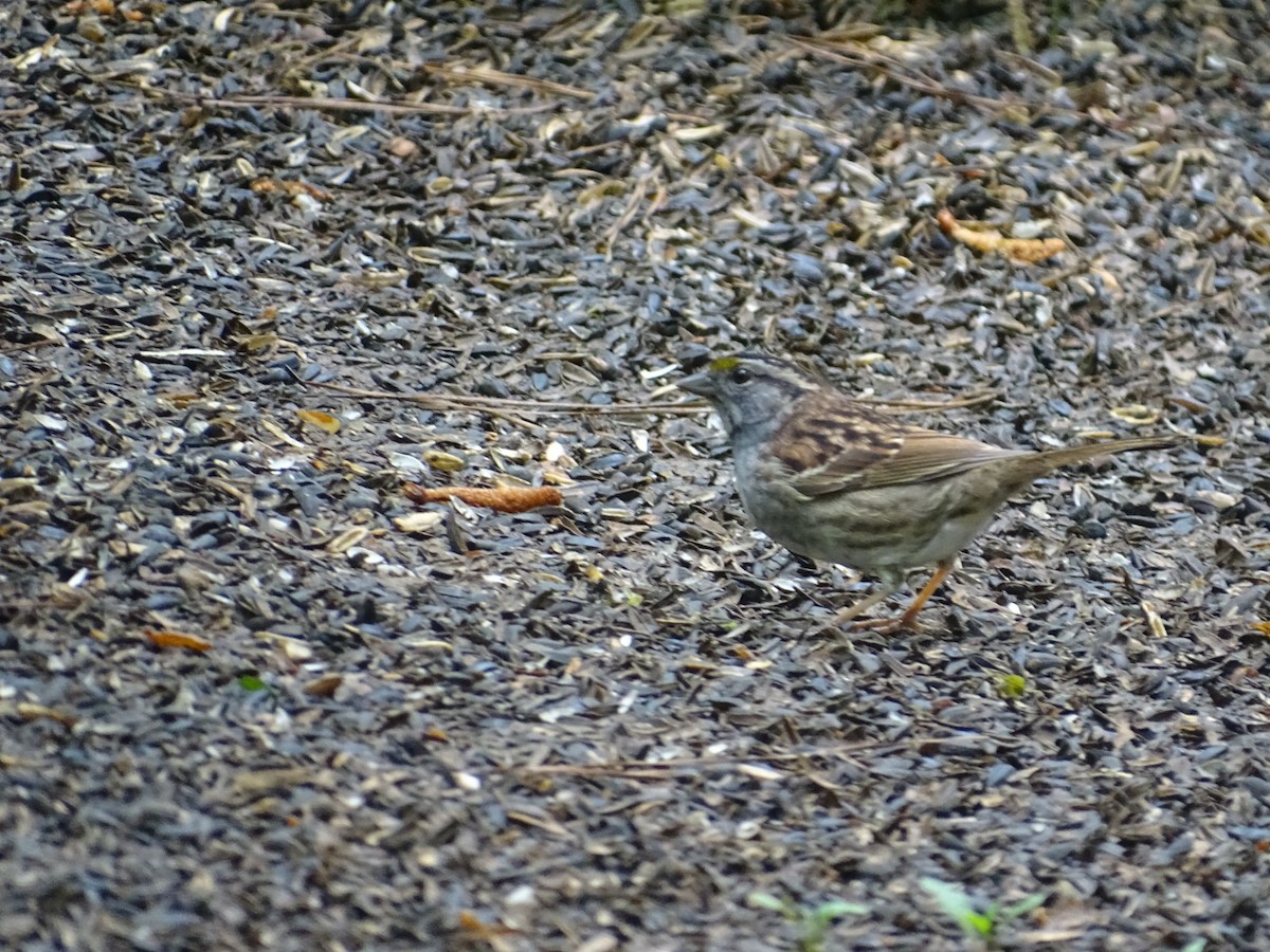 White-throated Sparrow - ML436217591