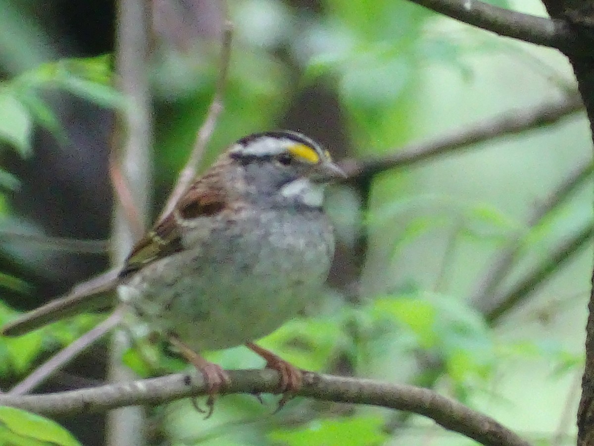 White-throated Sparrow - ML436217631