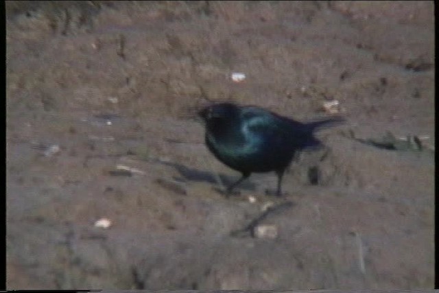 Lesser Blue-eared Starling - ML436218