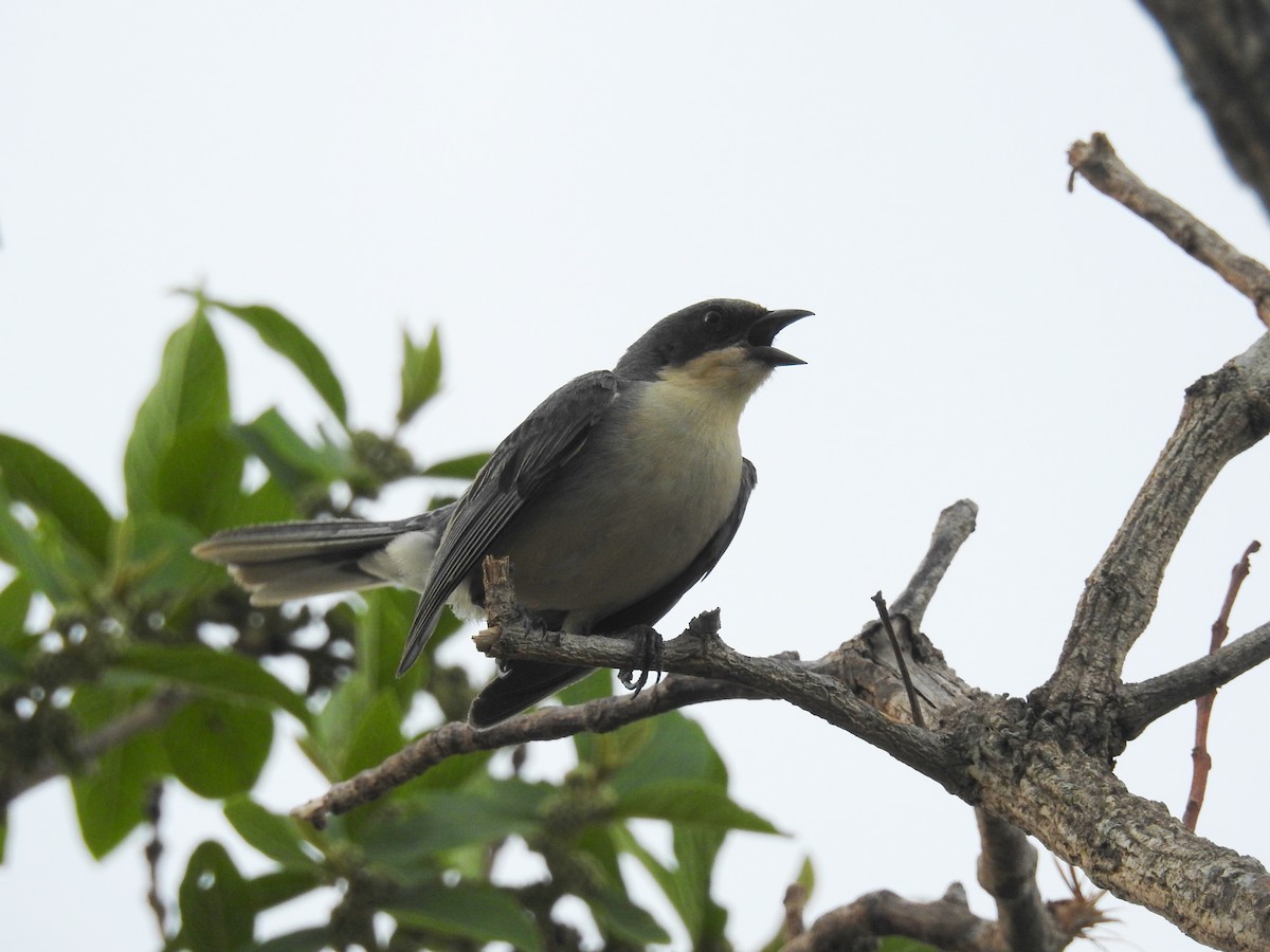 Cinereous Warbling Finch - ML436218501