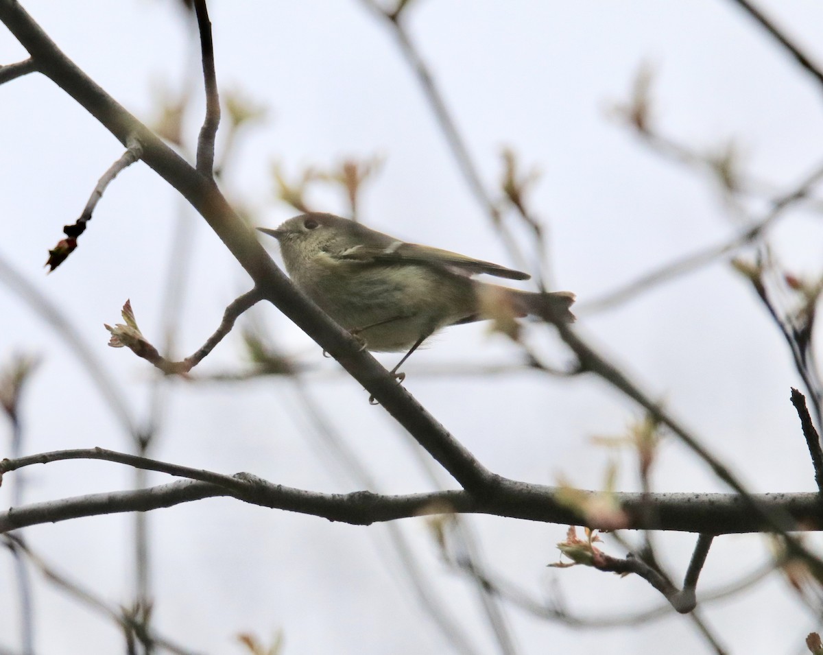 Ruby-crowned Kinglet - ML436219541