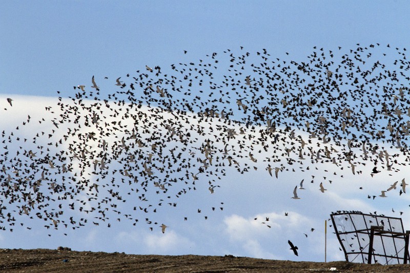 European Starling - ML43622041